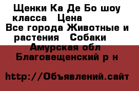 Щенки Ка Де Бо шоу класса › Цена ­ 60 000 - Все города Животные и растения » Собаки   . Амурская обл.,Благовещенский р-н